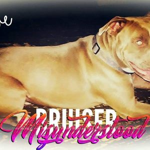 Meet your Posher, Ronnie